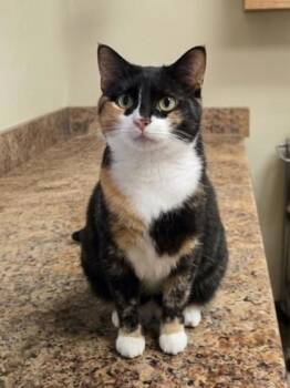 Domestic Short Hair Cats Available for Adoption in Westland, Michigan - Misty | PetCurious