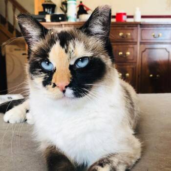 Siamese Cats Available for Adoption - Rey | PetCurious