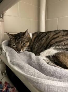 Rescue Domestic Short Hair Cats for Adoption in Bellevue, Washington - Caramel | PetCurious