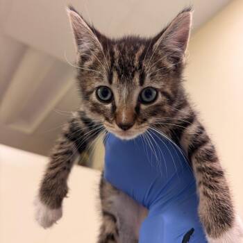 Tom Knock -  Domestic Short Hair Cat Available for Adoption in Lynchburg, Virginia - Tom Knock | PetCurious