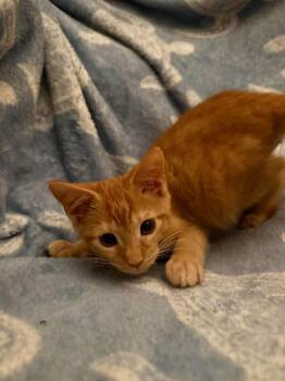 Tangelo -  Domestic Short Hair Cat for Adoption in Sebastian, Florida - Tangelo | PetCurious