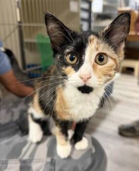2026-74 Bata -  Domestic Short Hair Cat for Adoption in Windsor, Connecticut - 2026-74 Bata | PetCurious