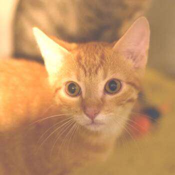 Patriot -  Domestic Short Hair Cat for Adoption in Belleville, Illinois - Patriot | PetCurious
