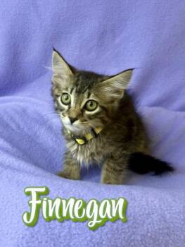Finnegan -  Domestic Medium Hair Cat for Adoption in Boerne, Texas - Finnegan | PetCurious