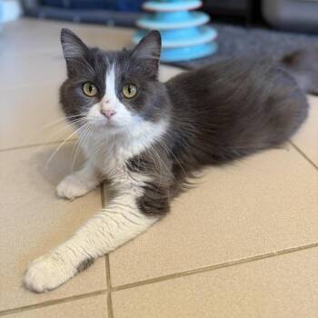 Domestic Long Hair Cats Available for Adoption in Plainfield, Illinois - Jersey | PetCurious