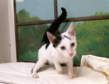 PRINCE -  Domestic Short Hair Cat for Adoption in Houston, Texas - PRINCE | PetCurious