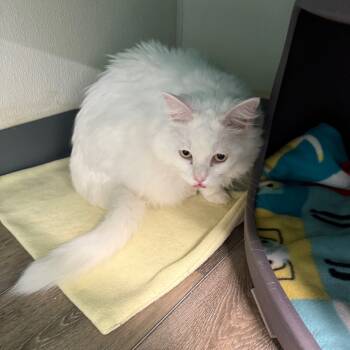 Rescue Domestic Long Hair Cats for Adoption in Lake Panasoffkee, Florida - Marie | PetCurious