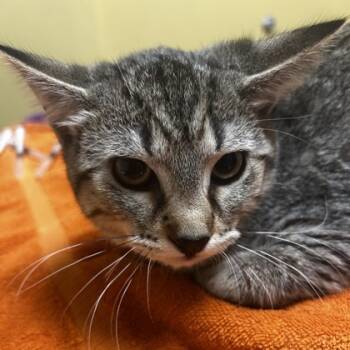 Rescue Domestic Short Hair Cats for Adoption in Merriam, Kansas - Fezzik | PetCurious