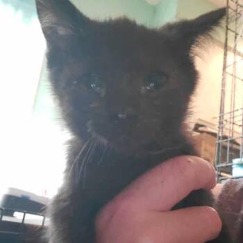 Rescue Domestic Short Hair Cats for Adoption in Union, Missouri - Ouiji | PetCurious