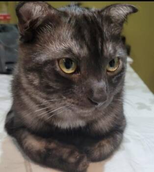 Divo -  British Shorthair Cat for Adoption in Brampton, Ontario - Divo | PetCurious