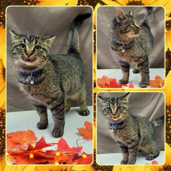 Rescue Domestic Short Hair Cats for Adoption in Buckhannon, West Virginia - FISH | PetCurious