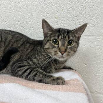 Shaula -  Domestic Short Hair Cat for Adoption in Lyndhurst, Virginia - Shaula | PetCurious