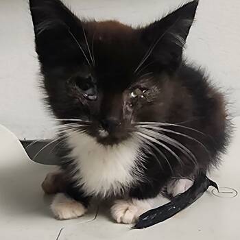 Rescue Domestic Short Hair Cats for Adoption in Charleston, West Virginia - Who | PetCurious