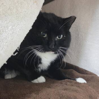 Putter -  Domestic Short Hair Cat for Adoption in Plover, Wisconsin - Putter | PetCurious