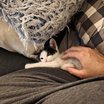 Domestic Short Hair Cats Available for Adoption in Wheeling, Illinois - Achilles | PetCurious