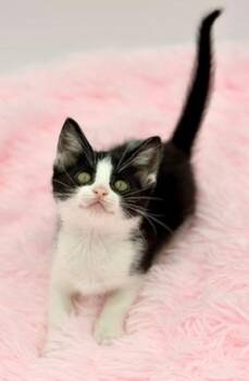 Fennel -  Domestic Short Hair Cat for Adoption in Covington, Louisiana - Fennel | PetCurious
