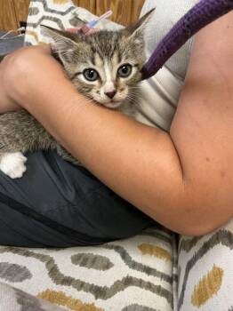 Smokie -  Abyssinian Cat for Adoption in Dyersburg, Tennessee - Smokie | PetCurious