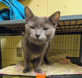 Angel (TAS 20) -  Domestic Short Hair Cat for Adoption in Trenton, New Jersey - Angel (TAS 20) | PetCurious
