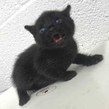 Oopsies -  Domestic Short Hair Cat for Adoption in Leander, Texas - Oopsies | PetCurious