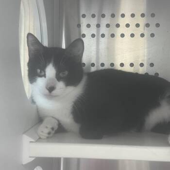 Sam -  Domestic Short Hair Cat for Adoption in Houston, Texas - Sam | PetCurious