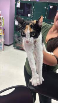 61460302 -  Domestic Short Hair Cat for Adoption in El Paso, Texas - 61460302 | PetCurious
