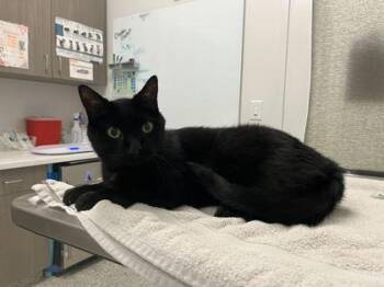 Doc Holiday -  Domestic Short Hair Cat for Adoption in Kansas City, Missouri - Doc Holiday | PetCurious