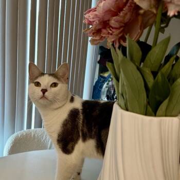 Zubi -  Domestic Short Hair Cat for Adoption in Torrance, California - Zubi | PetCurious