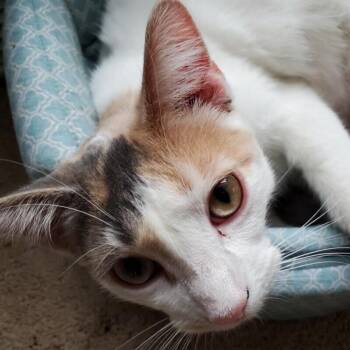 Domestic Short Hair Cats Available for Adoption in Adrian, Michigan - Amal | PetCurious