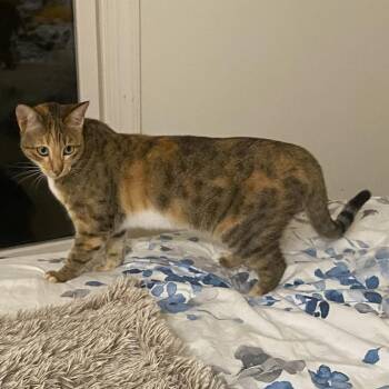 Grace -  Domestic Short Hair Cat for Adoption in Fairfax Station, Virginia - Grace | PetCurious
