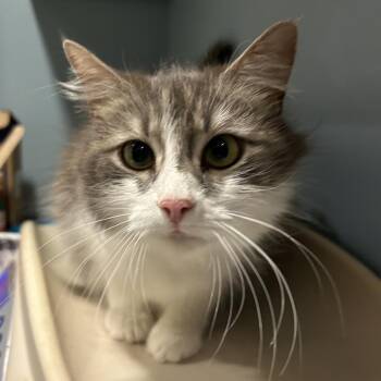 Domestic Long Hair Cats Available for Adoption in Chattanooga, Tennessee - Olive | PetCurious