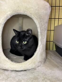Pandora -  Domestic Short Hair Cat for Adoption in Temperance, Michigan - Pandora | PetCurious