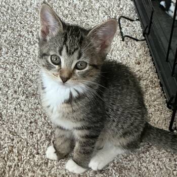 Ivory -  Domestic Short Hair Cat Available for Adoption in Potomac, Maryland - Ivory | PetCurious