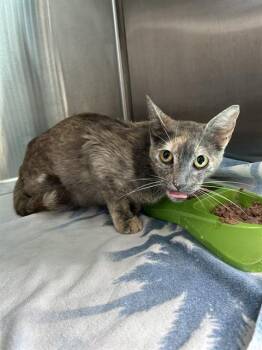 Rescue Domestic Short Hair Cats for Adoption in Pearland, Texas - FEISTY | PetCurious