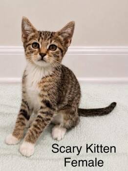 Tabby Cats Available for Adoption in Oakley, California - Scary Kitten  | PetCurious