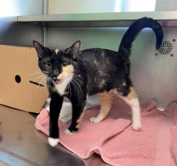 WYOMING -  Domestic Short Hair Cat for Adoption in Boston, Massachusetts - WYOMING | PetCurious
