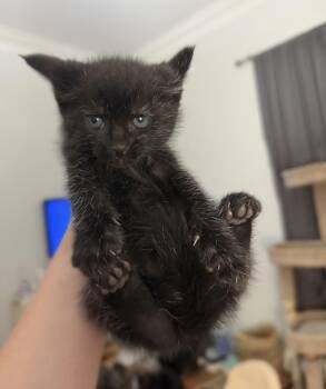 Beetle -  American Shorthair Cat for Adoption in Paulina, Louisiana - Beetle | PetCurious