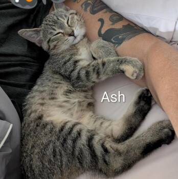 Ash -  Domestic Short Hair Cat for Adoption in Cincinnati, Ohio - Ash | PetCurious