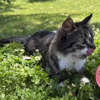 Olive -  Domestic Medium Hair Cat for Adoption in Rochester, Minnesota - Olive | PetCurious