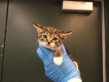 Domestic Short Hair Cats Available for Adoption in Thousand Palms, California - CANNOLI | PetCurious