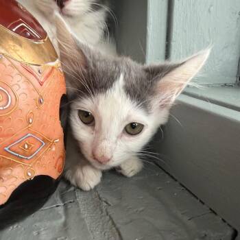 Jackie -  Domestic Medium Hair Cat for Adoption in Gonzales, Louisiana - Jackie | PetCurious