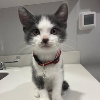 Munch -  Domestic Short Hair Cat for Adoption in Winston-salem, North Carolina - Munch | PetCurious