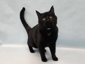Jersey Mike -  Domestic Short Hair Cat for Adoption in Minneapolis, Minnesota - Jersey Mike | PetCurious