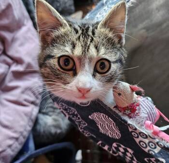 Domestic Short Hair Cats Available for Adoption - Nadia | PetCurious