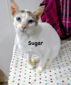 Rescue Domestic Short Hair Cats for Adoption in Morehead, Kentucky - Sugar | PetCurious