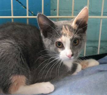Nickel -  Dilute Calico Cat for Adoption in Bloomingdale, New Jersey - Nickel | PetCurious