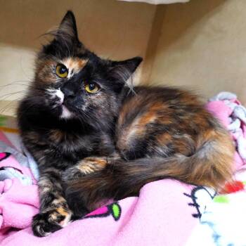 Sprinkles -  Domestic Medium Hair Cat for Adoption in Michigan City, Indiana - Sprinkles | PetCurious