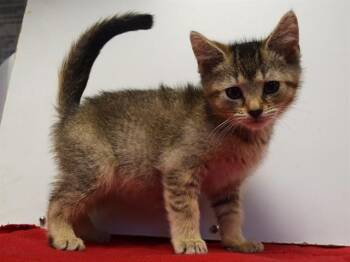 LITTLE BEAR -  Domestic Short Hair Cat for Adoption in Sacramento, California - LITTLE BEAR | PetCurious