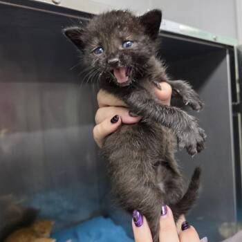 Coral(FKA Kitten 4) -  Domestic Short Hair Cat for Adoption in Marble, North Carolina - Coral(FKA Kitten 4) | PetCurious
