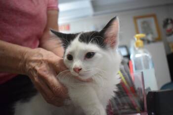 Little Angel (Oreo DS K4) -  Domestic Short Hair Cat for Adoption in Pahrump, Nevada - Little Angel (Oreo DS K4) | PetCurious