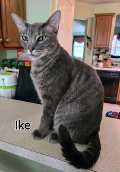 Domestic Short Hair Cats Available for Adoption - Ike | PetCurious